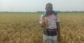 নওগাঁর আত্রাইয়ে বোরোধানে ব্লাস্ট রোগের আক্রমন- দিশেহারা কৃষক