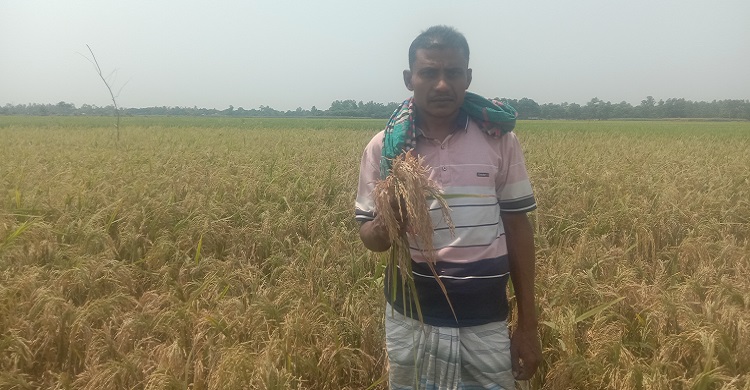 নওগাঁর আত্রাইয়ে বোরোধানে ব্লাস্ট রোগের আক্রমন- দিশেহারা কৃষক