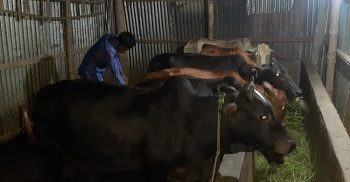 মৌলভীবাজারে উদ্যমী ছাত্র তপু একজন সফল খামারি