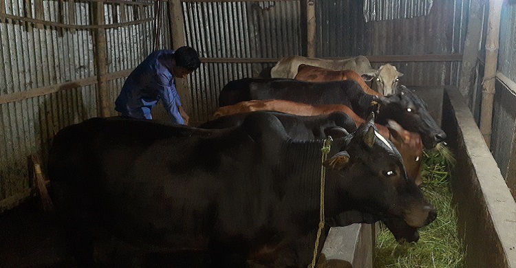 মৌলভীবাজারে উদ্যমী ছাত্র তপু একজন সফল খামারি