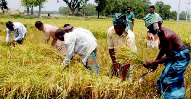 দশমিনায় বোরো ধানের বাম্পার ফলন দাম নিয়ে র্দুচিন্তায় চাষীরা
