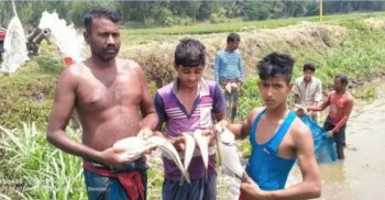 হরিণাকুন্ডুর কাপাশাটিয়া বাউড়ে দুর্বৃত্তের বিষ প্রয়োগে তিন লক্ষ টাকার মাছ নিধন