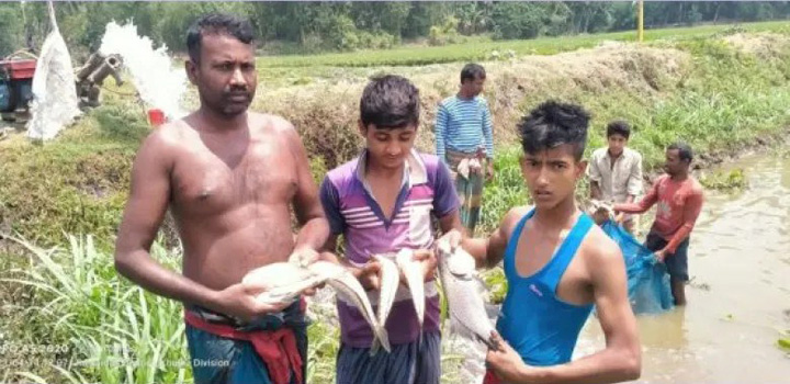 হরিণাকুন্ডুর কাপাশাটিয়া বাউড়ে দুর্বৃত্তের বিষ প্রয়োগে তিন লক্ষ টাকার মাছ নিধন