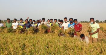 কৃষকের ২ বিঘা ধান কেটে দিলো শার্শা উপজেলা ও বেনাপোল পৌর ছাত্রলীগ