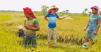 কালীগঞ্জে ইরি বোরো ধানের বাম্পার ফলন, শুরু হয়েছে ধান কাটা ও মাড়াই