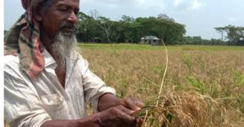 গলাচিপায় বোরো ধান চিটা, কৃষকের ক্ষতির শঙ্কা