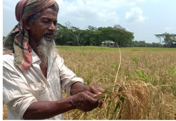 গলাচিপায় বোরো ধান চিটা, কৃষকের ক্ষতির শঙ্কা