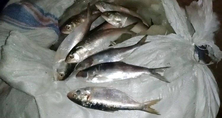 কলাপাড়ায় ২২মন জা’টকা’সহ ট্রা’ক জ’ব্দ