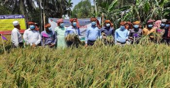 ঝিনাইদহে চলতি বোরো মৌসুমের ধান কর্তনের উদ্বোধন