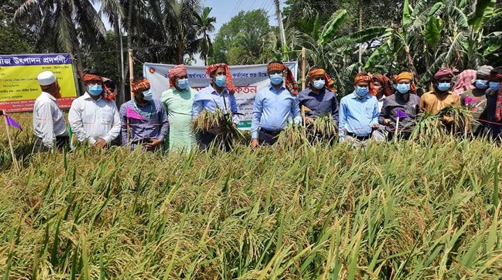 ঝিনাইদহে চলতি বোরো মৌসুমের ধান কর্তনের উদ্বোধন