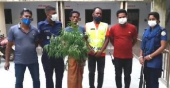 গলাচিপায় ১৬ টি গাঁজা গাছসহ ১ জন গাঁজা চাষী গ্রেফতার
