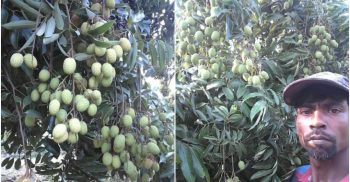 এনামুলের বাগানে লিচুর বাম্পার ফলন