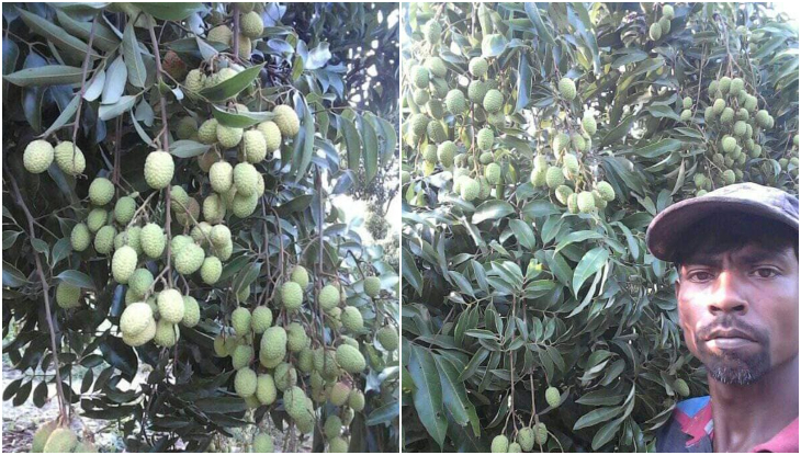এনামুলের বাগানে লিচুর বাম্পার ফলন