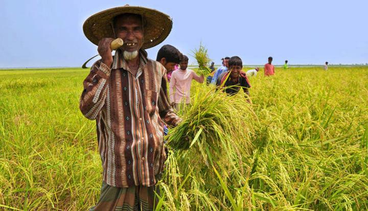 ঝিনাইদহে কঠোর পরিশ্রম করায়, করোনায় আক্রান্ত হয়নি কৃষকরা!