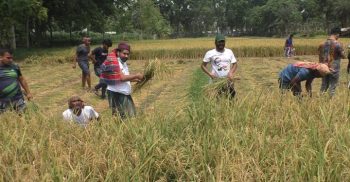 ঝিনাইদহে অসহায় কৃষকের ধান কেটে দিল ছাত্রলীগ