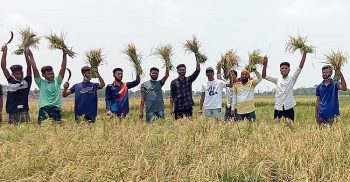 কলাপাড়ায় দরিদ্র কৃষকের জমির ধান কেটে দিয়েছে ছাত্রলীগ নেতাকর্মীরা