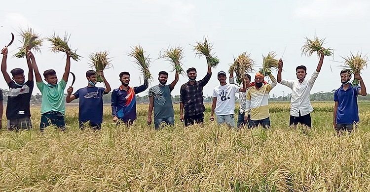 কলাপাড়ায় দরিদ্র কৃষকের জমির ধান কেটে দিয়েছে ছাত্রলীগ নেতাকর্মীরা