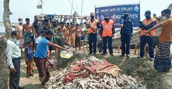 আগুনে পুড়িয়ে মাটি চাপা দেয়া হয়েছে প্রায় ২০ মন হাঙ্গর