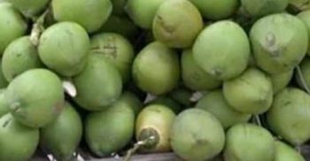 গলাচিপায় প্রচন্ড তাপদাহে গরম ডাবের বাজার