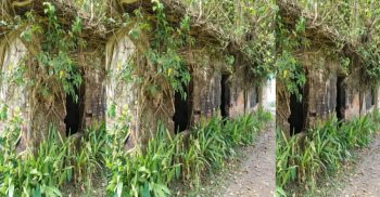 গলাচিপায় তিন যুগেরও বেশী অন্ধকারে “বীজাগার