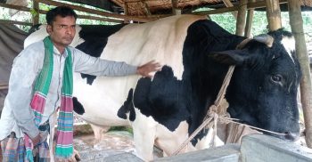 ঝিনাইদহে ঔষধ বিহীন ৪০ মণ ওজনের ‘বীর বাহাদুর’কে দেখতে মানুষের ভিড়, দাম উঠেছে ১৮ লাখ!