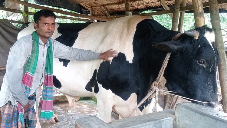 ঝিনাইদহে ঔষধ বিহীন ৪০ মণ ওজনের ‘বীর বাহাদুর’কে দেখতে মানুষের ভিড়, দাম উঠেছে ১৮ লাখ!