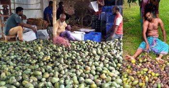 ঝিনাইদহে থামছে না আম চাষিদের ঘরে ঘরে কান্না, গাছের আম বাগানেই হচ্ছে নষ্ট!