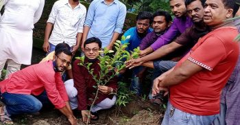 কলাপাড়ায় যুবলীগের বৃক্ষরোপণ