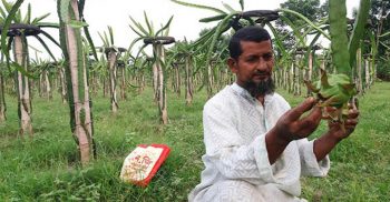 কালীগঞ্জে ৪০বিঘা জমিতে ড্রাগন ফলের চাষ করে সফল চাষি সুরত আলী