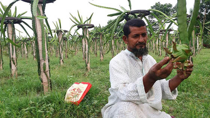 কালীগঞ্জে ৪০বিঘা জমিতে ড্রাগন ফলের চাষ করে সফল চাষি সুরত আলী