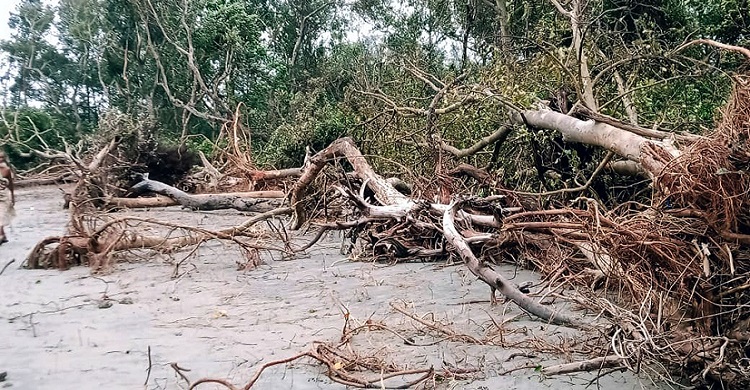 প্রাকৃতিক বিপর্যয়ের মুখে কুয়াকাটা সৈকত