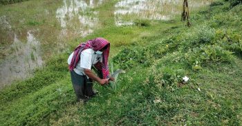 নিজ উদ্যোগে গত ৪ বছরে নওগাঁ ও রাজশাহী সড়কে এক লাখ তাল গাছ রোপণ করেছেন বেলাল