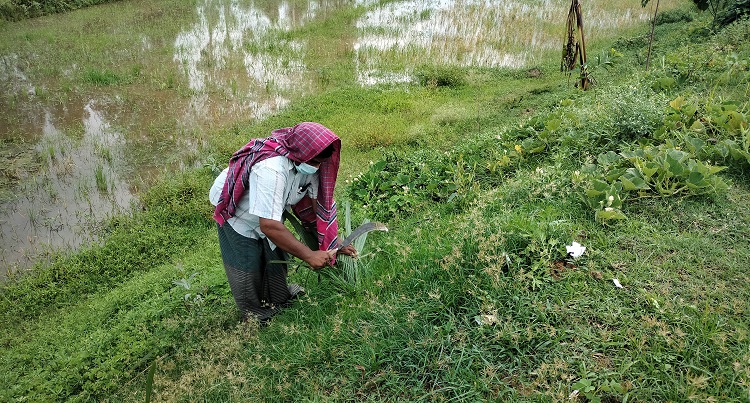 নিজ উদ্যোগে গত ৪ বছরে নওগাঁ ও রাজশাহী সড়কে এক লাখ তাল গাছ রোপণ করেছেন বেলাল