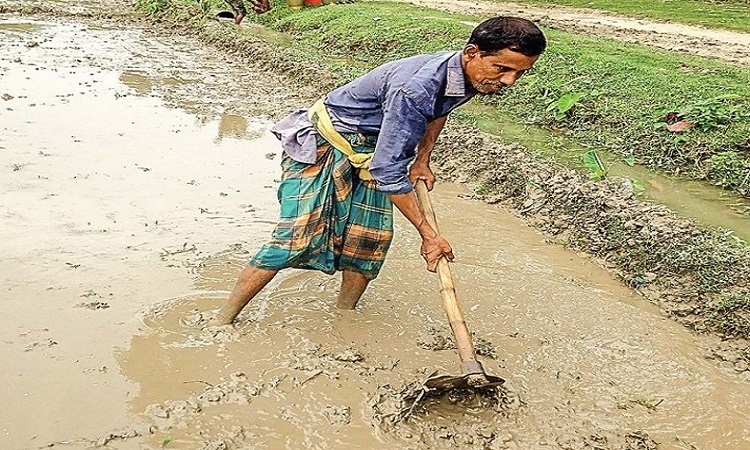 ঝিনাইদহে বৃষ্টির পানিই কৃষকের এখন শেষ ভরসা!