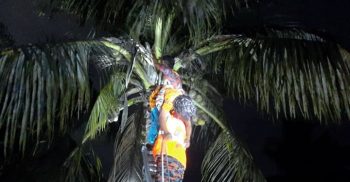 মহেশপুরে জ্বীনের আছরে ৬০ ফুট উচ্চতার নারিকেল গাছে নারী
