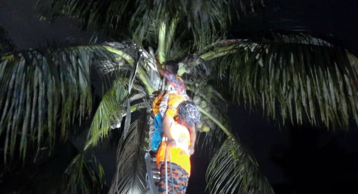 মহেশপুরে জ্বীনের আছরে ৬০ ফুট উচ্চতার নারিকেল গাছে নারী