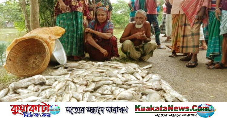 মাছের সাথে শত্রুতা বিষ প্রয়োগে করে ১০ লক্ষ টাকার মাছ নিধন