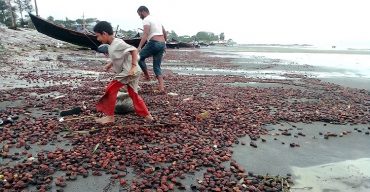 সুন্দরী ফলে ছেয়ে গেছে কুয়াকাটার সৈকত