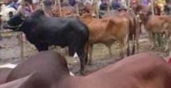 গলাচিপায় ক্রেতাশূন্য পশুর হাট, হতাশ বিক্রেতা