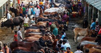 রাজধানীতে ১৭ জুলাই থেকে বসছে পশুর হাট