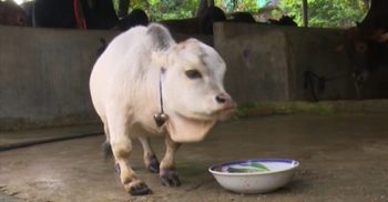 বিশ্বের সবচেয়ে ছোট গরু সাভারে: দাম সাড়ে ৫ লাখ টাকা!
