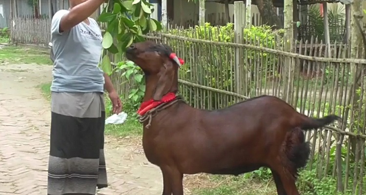 মান্দায় প্রস্তুত কাশ্মীরি “টাইগার” মূল্য ১ লক্ষ ২০ হাজার