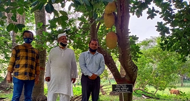 কুয়াকাটায় প্রধানমন্ত্রীর রোপন করা গাছে ঝুলছে কাঠাল