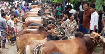 ঝিনাইদহে কোরবানির জন্য প্রস্তুত এক লাখ ৩১ হাজার গরু ছাগল