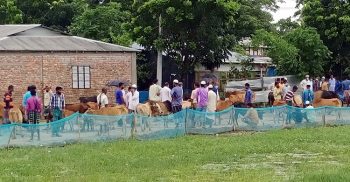 কলাপাড়ায় লকডাউনের মধ্যে বসছে পশুরহাট