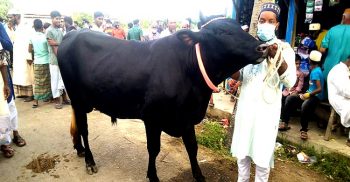কাঙ্খিত দাম না মেলায় বিক্রি হয়নি দক্ষিনের সম্রাট ও কালা পাহার