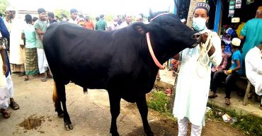 কাঙ্খিত দাম না মেলায় বিক্রি হয়নি দক্ষিনের সম্রাট ও কালা পাহার