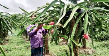 পটুয়াখালীর কলাপাড়ায় ড্রাগন চাষে সফলতা