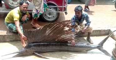 গভীর সমুদ্রে আবারো জেলেদের জালে বিরল প্রজাতির মাছ