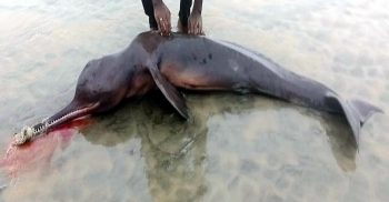 কুয়াকাটার বালুচরে আটকা পড়েছে মৃত ডলফিন